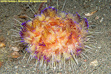 sea urchin